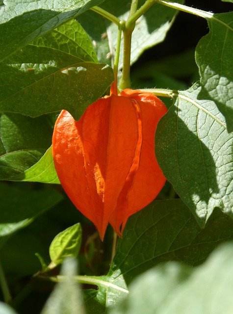 tomatilllos